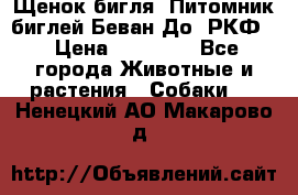 Щенок бигля. Питомник биглей Беван-До (РКФ) › Цена ­ 20 000 - Все города Животные и растения » Собаки   . Ненецкий АО,Макарово д.